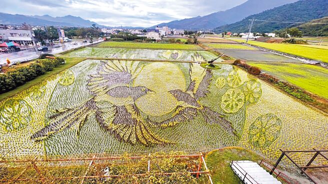 台東關山鎮2期稻作收割畢，關山鎮農會顛覆傳統以花海美化田園景觀，於鄰近米國學校的農田，打造占地0.5公頃的「喜鵲相會 歡囍圓滿」彩繪水稻田。（蕭嘉蕙攝）