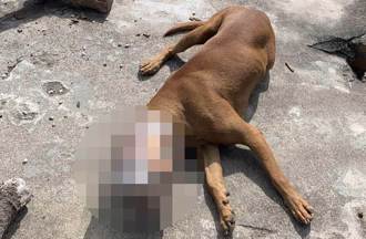 浪浪慘遭塑膠桶套頭「10天無法吃喝」 熱血網友串連搶救