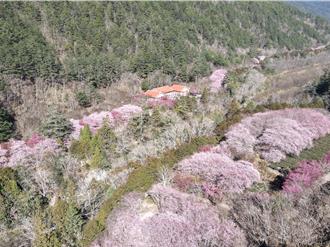 武陵農場櫻花季推3大秘境 「紅粉佳人」下月初上演櫻吹雪美景