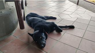 太惡質！嘉縣表藝中心有人「放毒餌」 法鬥犬誤食一死一命危