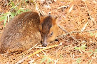 連假人潮湧玉山害山羌母子失散？ 「盼不到媽媽」小山羌遭凍死