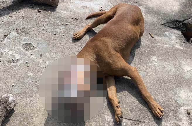 彰化县花坛乡1只流浪犬因不明原因头部卡内塑胶桶，近10天无法吃喝，1日在热心民眾抢救下，塑胶桶才顺利被取下。（民眾提供／孙英哲彰化传真）