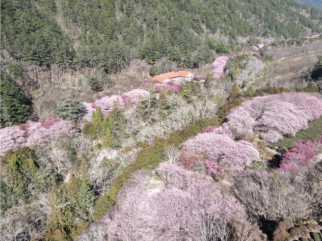 武陵農場櫻花季從2月8日起開跑，農場內最著名「紅粉佳人」預計2月初綻放，遊客能一睹「櫻吹雪」美景。（武陵農場提供／蔡亞樺台北傳真）
