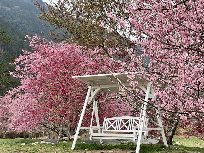 武陵農場櫻花季從2月8日起開跑，農場內最著名「紅粉佳人」預計2月初綻放，遊客能一睹「櫻吹雪」美景。（武陵農場提供／蔡亞樺台北傳真）