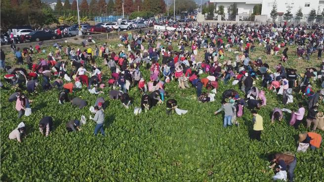 彰化县芬园乡农会往年举办亲子拔萝卜活动都吸引许多民眾参加，今年的活动将在6日于芬园乡彰南路1段818号旁农地登场。（芬园乡农会提供／孙英哲彰化传真）