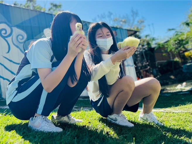 台中市龙津高中校内总能看到12只大白鹅成群在生态水廊悠游的美景，校方11月底迎来2只新生命，引起学童关注，见证黄毛小鹅逐渐转白、成长的歷程。（龙津高中提供／潘虹恩台中传真）