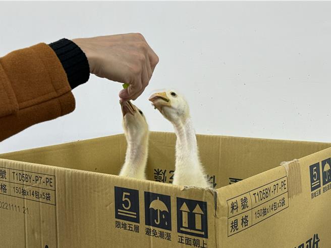 台中市龙津高中校内总能看到12只大白鹅成群在生态水廊悠游的美景，校方11月底迎来2只新生命，不少学童一到下课就来看望小鹅，也从中了解到牠们的生态。（潘虹恩摄）