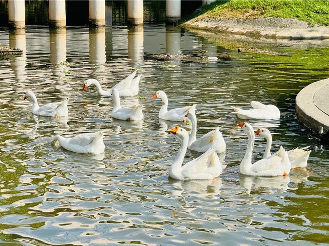 龙津高中校园内有1条美丽的生态水廊，4年多前开始养起鹅宝宝，没想到愈养愈多只，如今已有12只大白鹅成群结队穿梭在校园中，时而在生态水廊上悠游，时而在操场边出没。（龙津高中提供／潘虹恩台中传真）