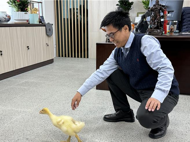 台中市龙津高中11月底喜迎2只鹅宝宝诞生，鹅宝宝褪去黄衣，毛色逐渐转白，身形也变大许多。校长彭佳伟2日说，学童从和鹅相处的过程也学习到牠们的生态，藉机建立起妥善照顾生命的观念，这就是最好的生命教育。（潘虹恩摄）