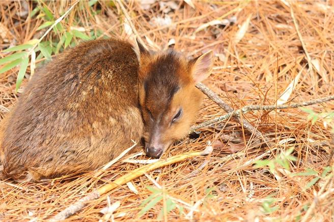 玉山塔塔加大鐵杉一帶1隻小山羌與媽媽走失落單，吸引遊客圍觀搶拍，嚇得小山羌緊迫。（玉山國家公園提供／楊靜茹南投傳真）
