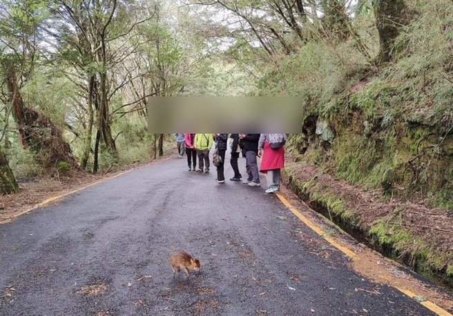 小山羌疑似與媽媽走失落單，趴在地上頻頻鳴叫，遊客卻圍觀搶拍「好可愛的山羌寶寶」。（玉山國家公園提供／楊靜茹南投傳真）