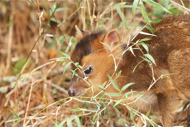 玉管處志工發現落單小山羌遭群眾圍觀拍照，已對小山羌造成危害，當下立即勸離遊客，小山羌躲進附近草叢。（玉山國家公園提供／楊靜茹南投傳真）