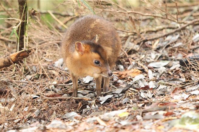志工讓小山羌在原地等待媽媽回頭找尋，無奈等了一個晚上，小山羌不幸凍死。（玉山國家公園提供／楊靜茹南投傳真）