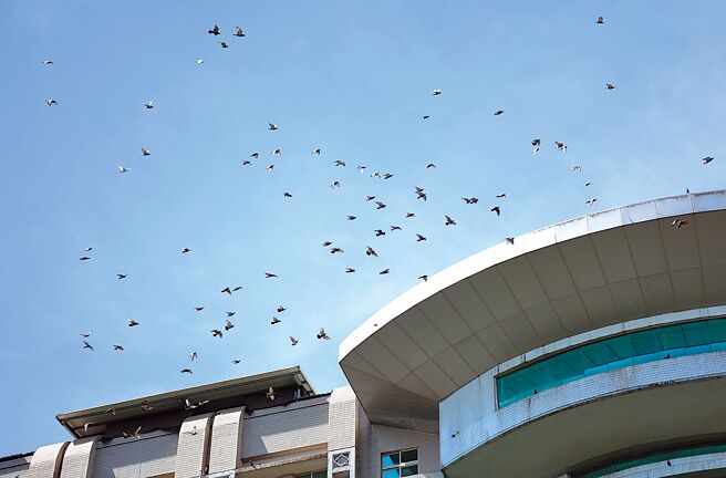 大仁科大校园内建筑物高耸，也吸引群鸽聚集长驻，一场人鸽大战正持续上演。（林和生摄）