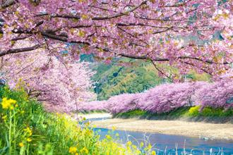 去靜岡看日本最早的河津櫻 再加碼稻取女兒節雛吊飾祭！