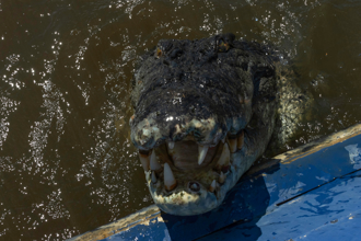 4公尺巨鱷「想搭便船」 他靈機一動逃過死劫