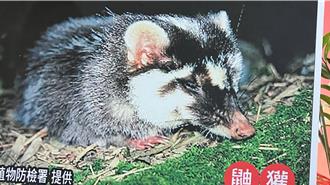 一個月連3起鼬獾咬人事件 南市動保處籲民眾留意