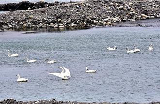 台东版「天鹅湖」开演！ 10雪白小天鹅优雅游梯田