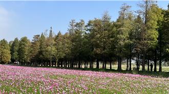 台南六甲落羽松「上紅妝」！ 繽紛波斯菊花海作伴引人入勝