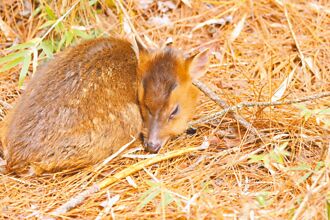 南投 疑登山人潮驚擾 小山羌走失凍死