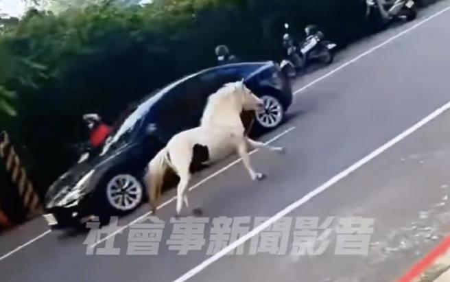 台南仁德區保生東路2日上午突見白馬在路上狂奔，白馬還與轎車擦身而過，讓路人驚呼危險。（摘自社會事新聞影音／曹婷婷台南傳真）