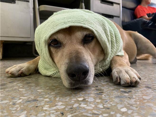 米克斯犬「小黃」在保四總隊陪伴員警14年，2日因不敵病魔走完狗生，隊部員警集資送牠最後一程。（警方提供／孫英哲彰化傳真）