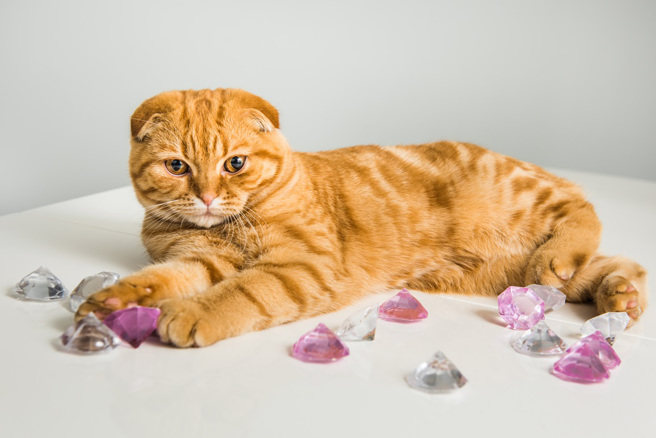 大陆上海一间珠宝店老板养的猫咪误吞1克拉钻石，老板透露已经从粪便中取出并处理乾净，不影响后续销售。(示意图/达志影像)