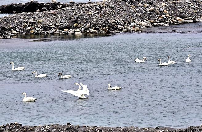 10只雪白的小天鹅降落台东卑南溪水覆盖梯田，鹅群在水中悠游觅食，姿态高贵优雅。（萧嘉蕙摄）