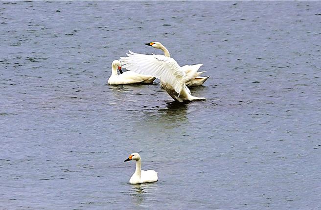 小天鹅优游水间，时而振翅伸懒腰时而打瞌睡。（萧嘉蕙摄）
