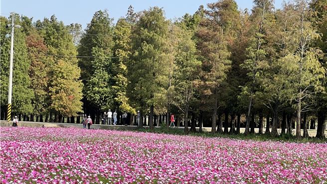冷气团一波波的加持下，台南六甲落羽松林「上红妆」，逐渐变黄又变红，搭配一旁色彩缤纷的波斯菊花海，景色引人入胜。（张毓翎摄）
