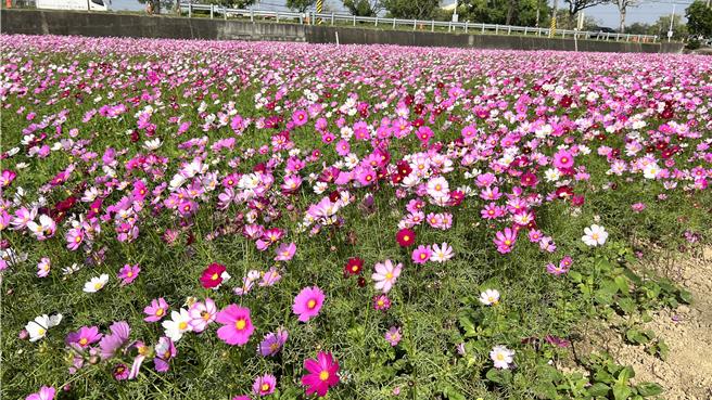 菁埔埤落羽松区的波斯菊正盛开，紫红、粉、白的花瓣随风飘逸。（张毓翎摄）