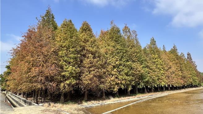 近年在网际网路的发达与游客间的口耳相传，台南六甲落羽松林已从「秘境」变成闻名全台的观光胜地。（张毓翎摄）