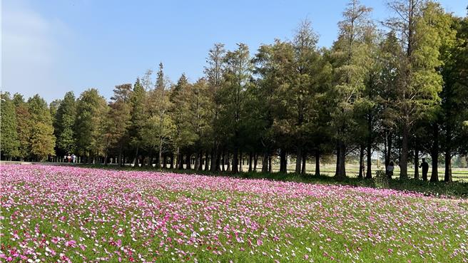 六甲落羽松季预计1月20日开幕，系列活动直至2月底。（张毓翎摄）