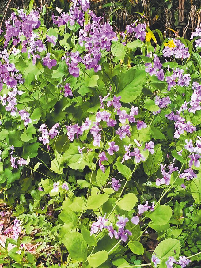 諸葛菜在惡劣環境俱可種植存活。（梁寒衣攝）