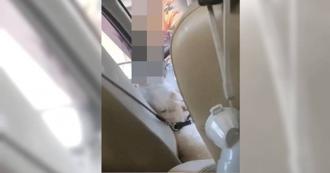 鐵棍狂插西瓜刀砍殺寵物犬 人妻心碎攜幼兒離家！放生家暴夫