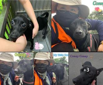 獨》新竹收容所野放17條流浪狗 學者：帶頭棄養、最壞示範