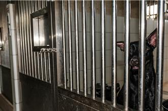 顧及收容品質和緊急救援動物 竹縣動保所公告回置17條成犬