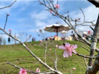 河津樱开了！南投小半天石马公园赏樱步道抢先看