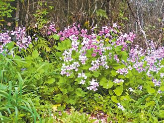 戰爭與和平韓信草與諸葛菜（下）