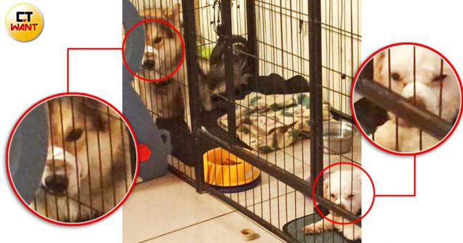 洪男虐狗似已成习，他曾因不耐狗狗吠叫而用胶带封住狗嘴。（图／朱健铭提供）