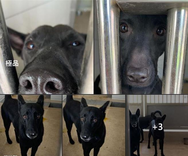 新竹县动物保护防疫所第一时间澄清，收容量能已爆满，2022年与志工开会决议，只要狗狗在收容所超过2个月没人认养，就会让狗狗回来原本生长的地方，进行回置作业是逼不得已，但不会一次通通野放。（取自脸书社团「新竹县收容所-竹北幸福道格认养小站（志工板）／袁庭尧高雄传真」）