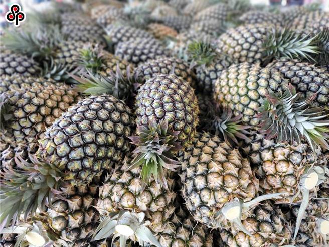 预告的限制输出品项共有香蕉、凤梨、番石榴树、番荔枝树、凤梨释迦树、红龙果树、芒果树、枣树、莲雾树、杨桃树、荔枝树、茶树、其他竹苗、其他菇类菌种及毛豆种子等计15类作物共29项植物种苗。（报系资料照）