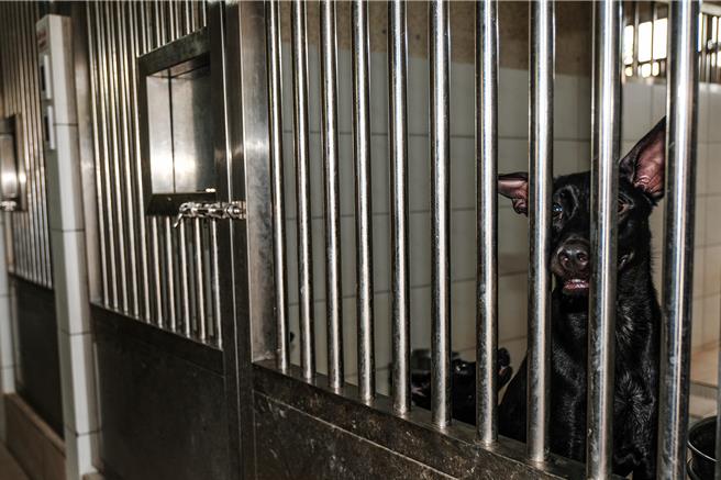 竹县动保所顾及收容品质和紧急救援动物，公告回置17条成犬，避免爆满造成更多动物权益受损。（罗浚滨自访）