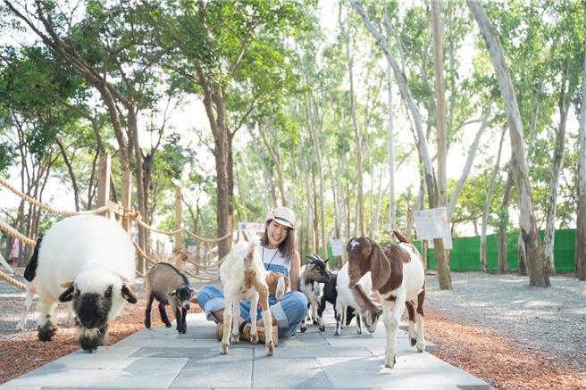 「咩咩上树萌宠乐园」首批申报引进42只动物，可爱模样十分讨喜。（嘉义县文化观光局提供∕吕妍庭嘉义传真）