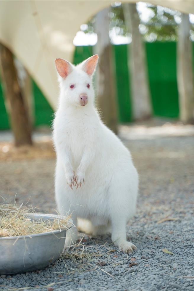 「咩咩上树萌宠乐园」首批引进42只动物，可爱模样十分讨喜。（嘉义县文化观光局提供∕吕妍庭嘉义传真）