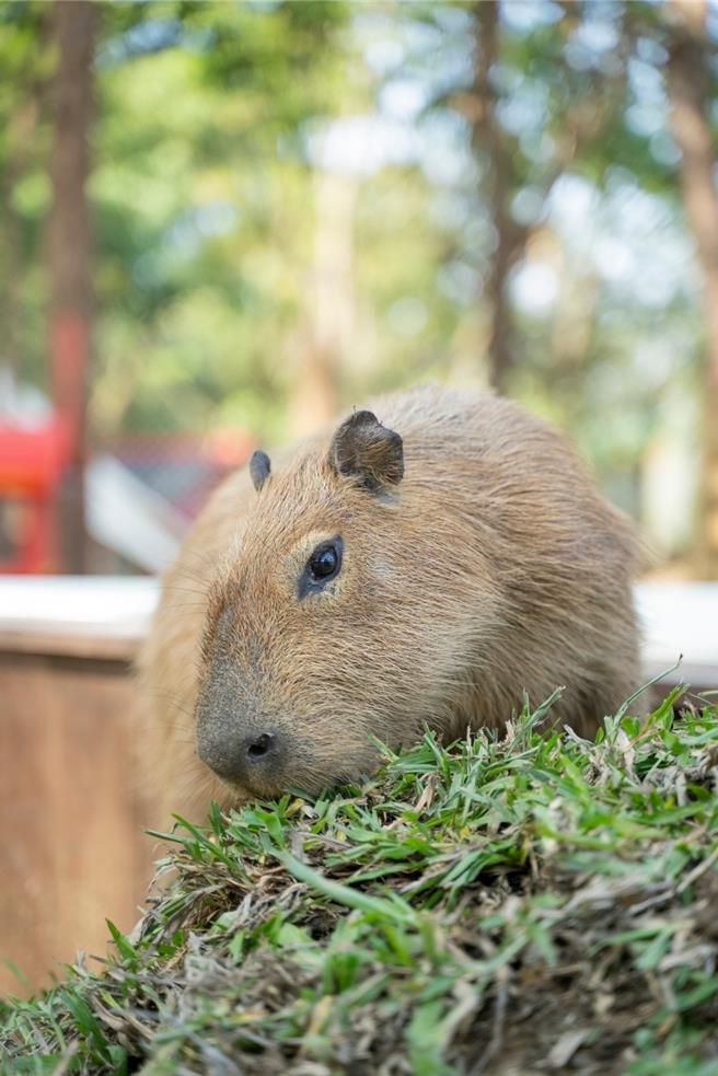 「咩咩上树萌宠乐园」首批引进42只动物，可爱模样十分讨喜。（嘉义县文化观光局提供∕吕妍庭嘉义传真）