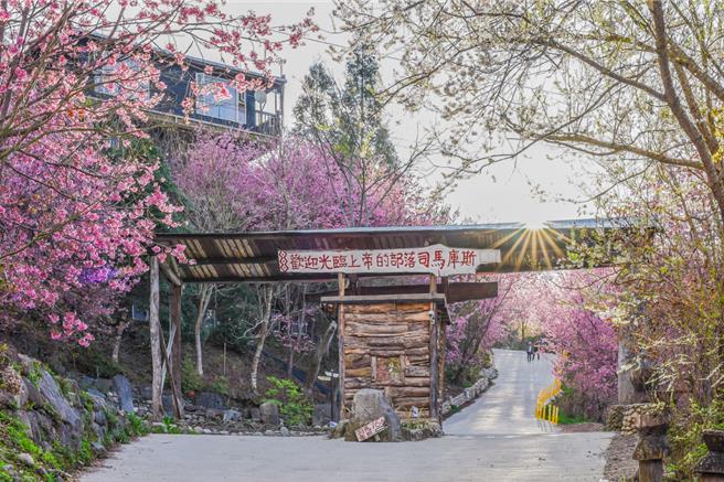 有「最美上帝的部落」之稱的司馬庫斯，櫻花季將自2月10日揭開序幕。（易遊網提供／吳娮翎台北傳真）