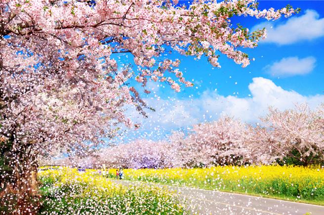 濟州「鹿山路」以櫻花與油菜花交織而成的雙色大道聞名。（易遊網提供／吳娮翎台北傳真）