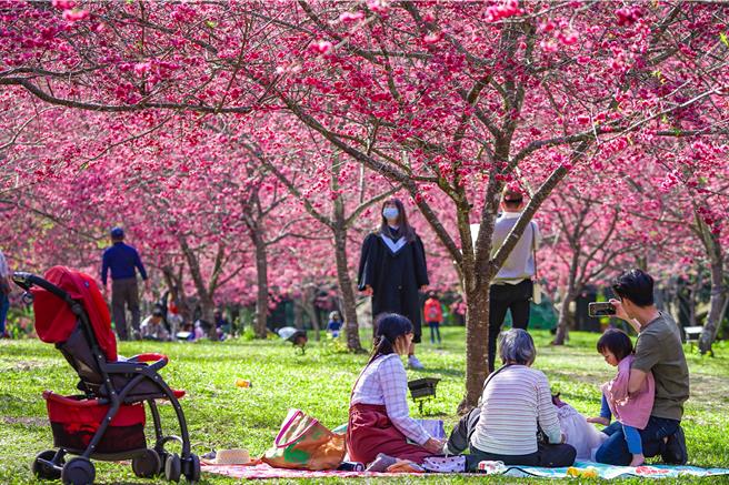 「九族櫻花祭」八重櫻、雪櫻預計在2月上、中旬盛放、吉野櫻則在2月中旬、富士櫻在2月下旬、3月初，後續則有薰衣草花季接棒。（九族文化村提供／吳娮翎台北傳真）