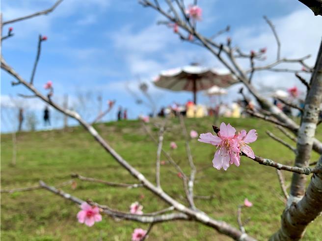 南投县鹿谷乡小半天石马公园内的河津樱已经悄悄绽放。(曾雪蒨摄)